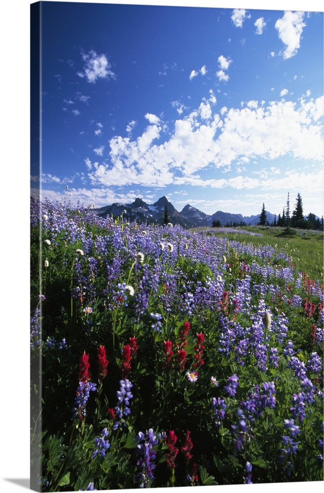 Portrait photograph on a big canvas of vibrant wildflowers in a vast meadow, the Tattoosh Mountain range can be seen on th...