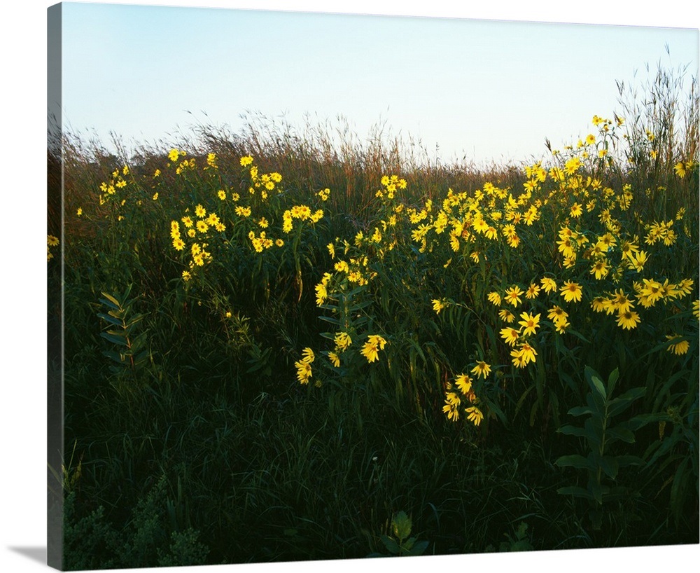 Wildflowers blooming on prairie, Hayden Prairie State Preserve, Iowa ...