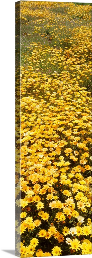 Wildflowers CA