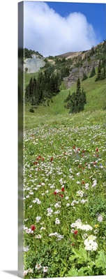 Wildflowers Chilcotin Mtns BC Canada