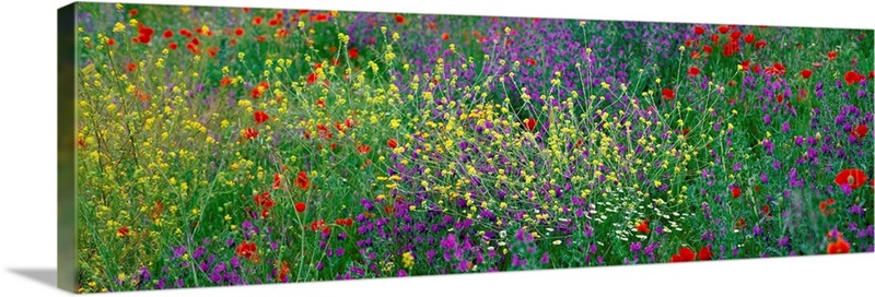 Wildflowers El Escorial Spain | Great Big Canvas