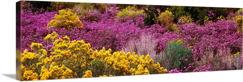 A wide angle photograph taken of purple and yellow wildflowers that cover the land they are on.