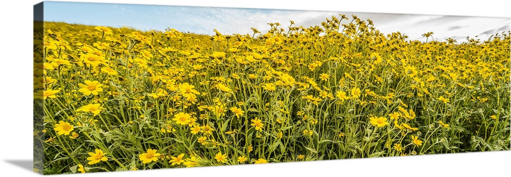 Wildflowers in a field, carrizo plain, carrizo plain national monument, temblor range, san luis obispo county, california,...