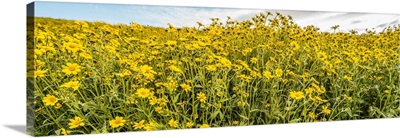 Wildflowers In A Field, Carrizo Plain, Carrizo Plain National Monument, California, USA