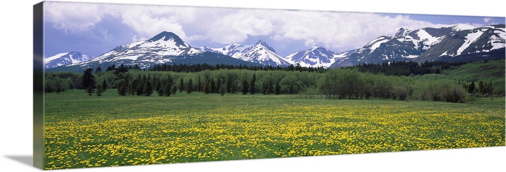 Wildflowers in a field with mountains in the background, East Glacier Park, US Glacier National Park, Montana, USA