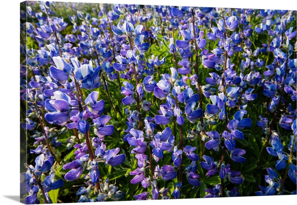 Wildflowers in a field, Mount Rainier National Park, Washington State, USA