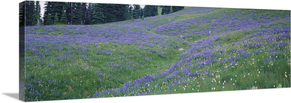 Wildflowers in a field, Mt Rainier National Park, Washington State