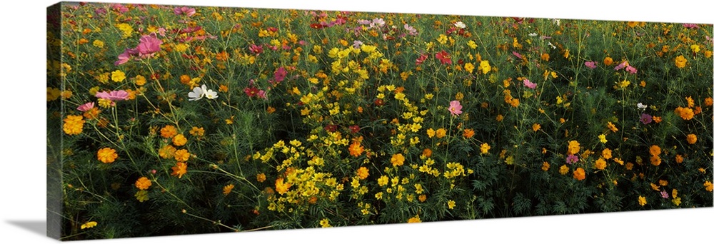 Wildflowers in a field, NCDOT Wildflower Program, Macon County, North Carolina