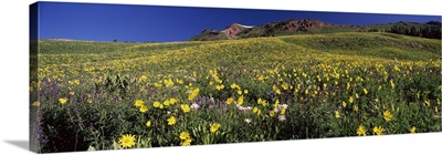 Wildflowers in a field West Maroon Pass Crested Butte Gunnison County Colorado