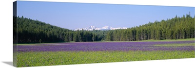 Wildflowers in a field with a mountain range in the background, Sawtooth National Recreation Area, Stanley, Idaho