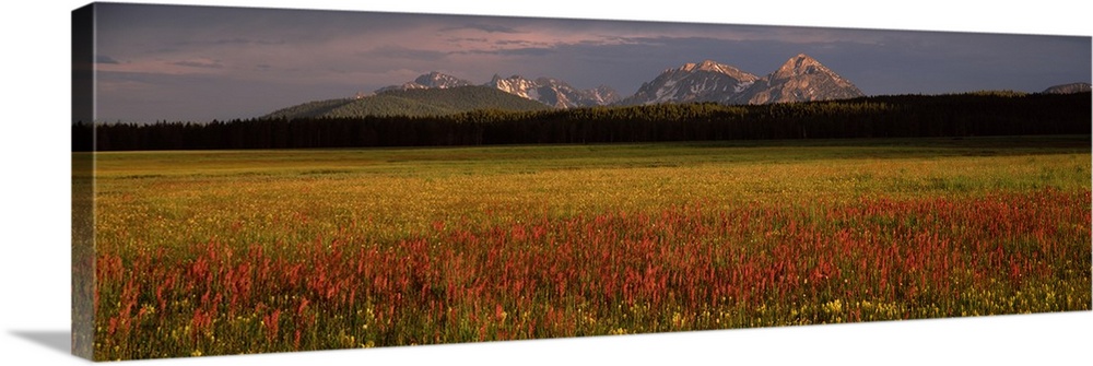 Wildflowers in a field with mountains in the background Sawtooth National Recreation Area Idaho