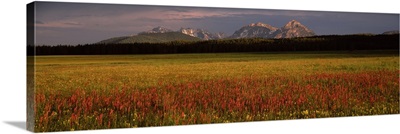 Wildflowers in a field with mountains in the background Sawtooth National Recreation Area Idaho