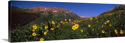 Wildflowers in a forest Kebler Pass Crested Butte Gunnison County Colorado