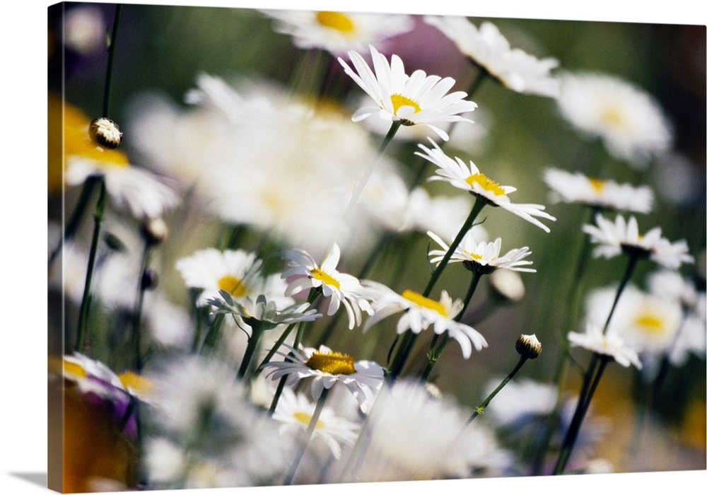 Wild daisies and other flowers blooming in a field.