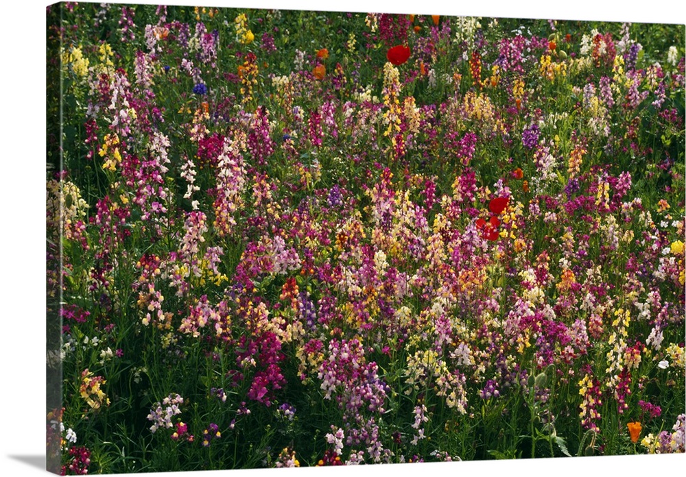 Photograph of colorful flower meadow.