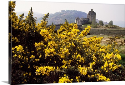 Wildflowers in bloom, distant Eilean Donan Castle, Scotland.