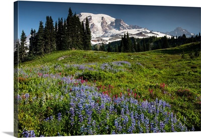 Wildflowers on a hill with mountain range in the background, Mount Rainier National Park