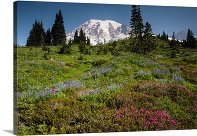 Wildflowers on a hill with mountain range in the background, Mount Rainier National Park