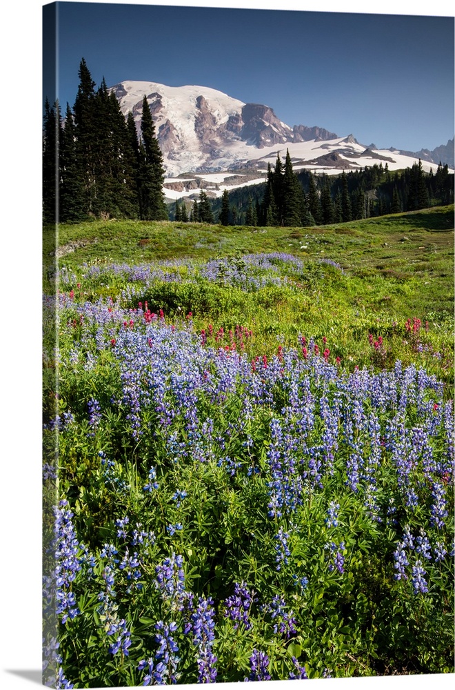 Wildflowers on a hill with mountain range in the background, Mount Rainier National Park, Washington State, USA