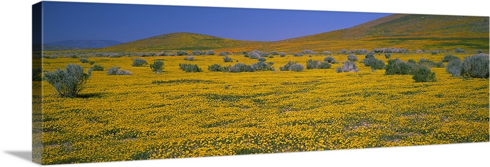 Wildflowers on a landscape, California,