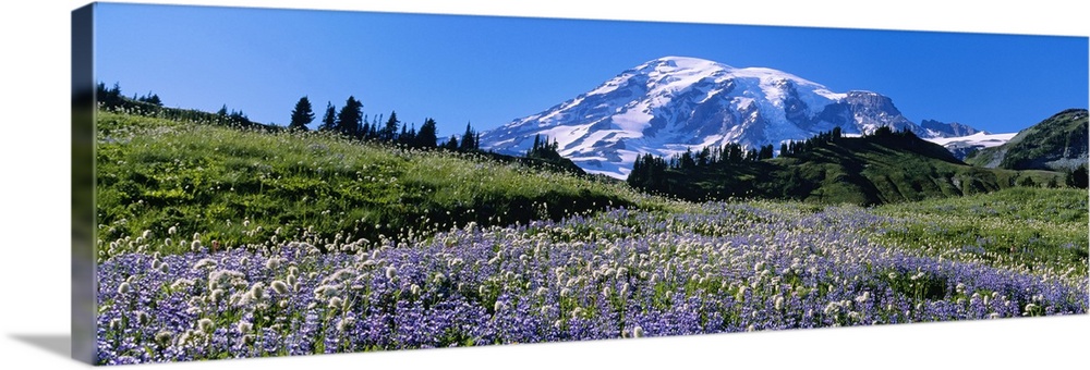 Wildflowers on a landscape, Mt Rainier National Park, Washington State