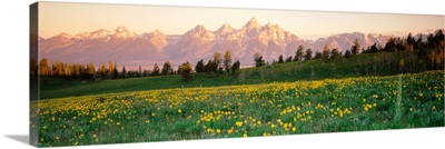 Wildflowers on a landscape with a mountain range in the background, Teton Range, Grand Teton National Park, Wyoming