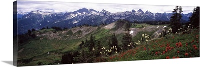 Wildflowers on mountains, Mt Rainier, Pierce County, Washington State,