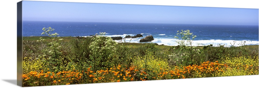 Wildflowers on the coast California State Route 1 California