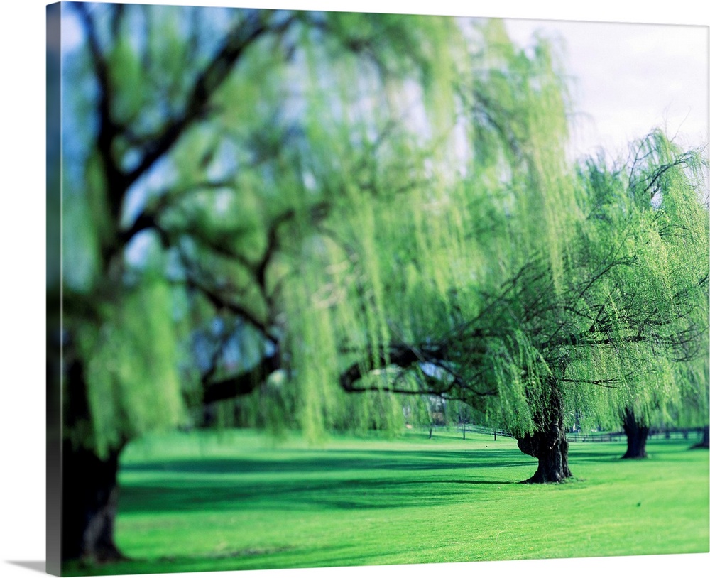 This beautiful decorative accent is a row of weeping willows growing in a park and has been photographed to have an intens...