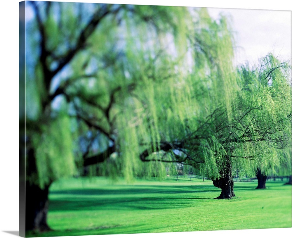 Willow Trees Wall Art, Canvas Prints, Framed Prints, Wall Peels Great