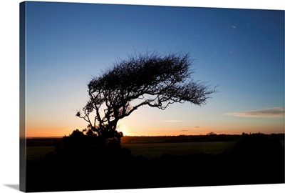 Wind sculptured Hawthorn Tree, The Copper Coast, County Waterford, Ireland