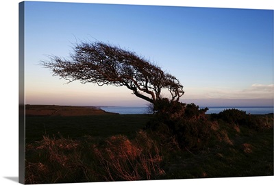 Wind sculptured Hawthorn Tree, The Copper Coast, County Waterford, Ireland