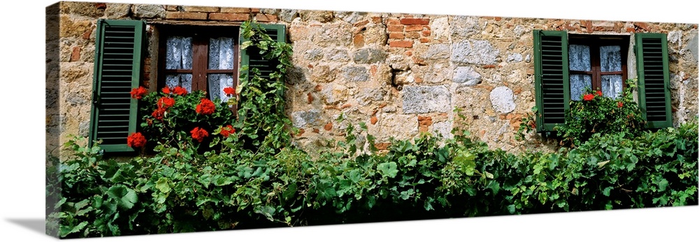 Rustic masonry makes the wall of a house surrounded by overgrown hedges and enormous red flowers spilling out of window pl...
