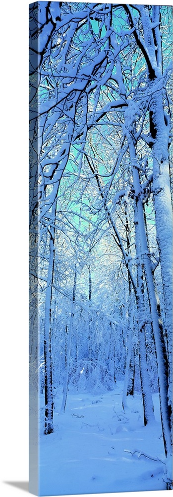 Tall and narrow photo on canvas of a forest with snow covered trees.