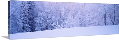 Winter Scenic AK