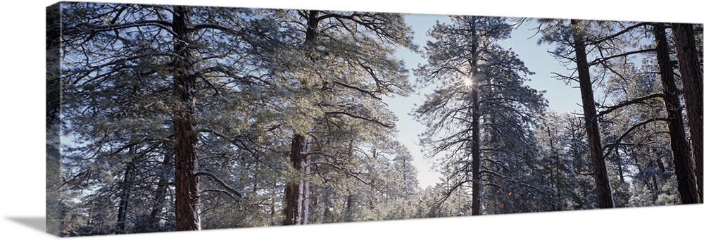 Winter sunlight through pine trees Grandview Pt Grand Canyon National Park AZ