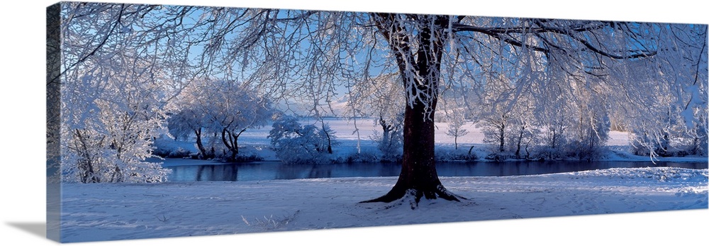 Panoramic size wall art of a tree covered in snow and ice in this landscape photograph.