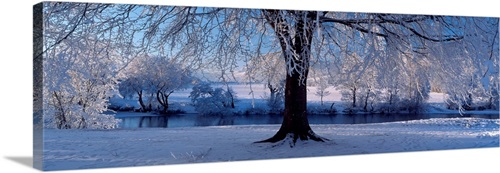 Winter Trees Perkshire Scotland | Great Big Canvas