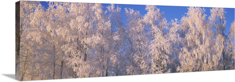 Winter Trees With Frost AK