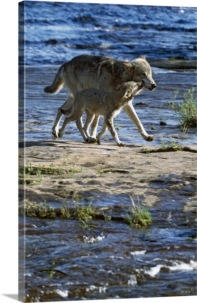 Wolf mother crossing stream with cub, Minnesota
