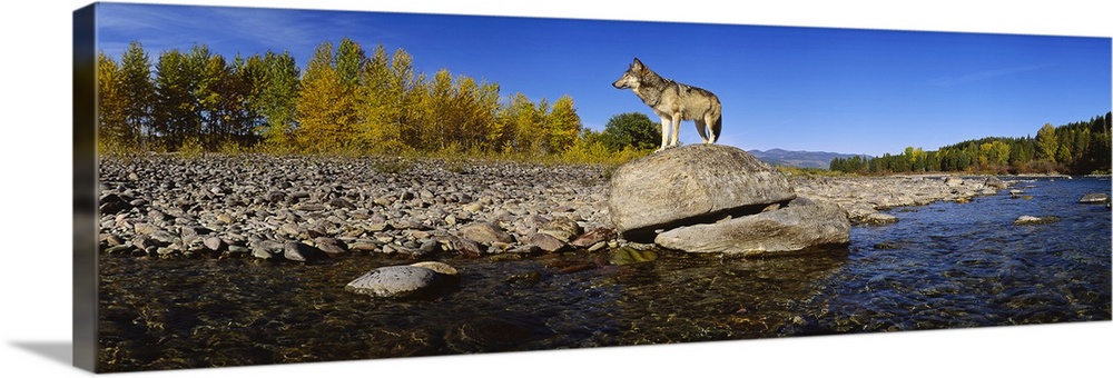 Photograph of a lone wolf standing on a large rock at the edge of a river in Montana.