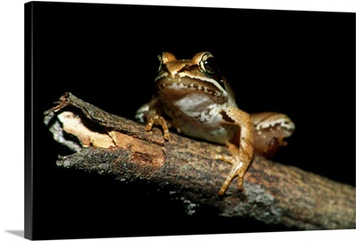 Wood Frog (Rana Sylvatica) On Dead Tree Branch
