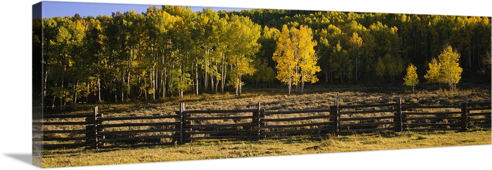 Colorful trees are pictured behind a small wooden fence in panoramic view.