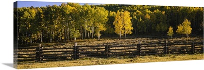 Wooden fence and Aspen trees in a field, Telluride, San Miguel County, Colorado