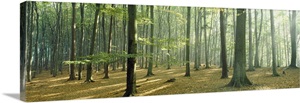 Woodlands near Annweiler Germany image thumbnail