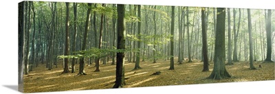Woodlands near Annweiler Germany