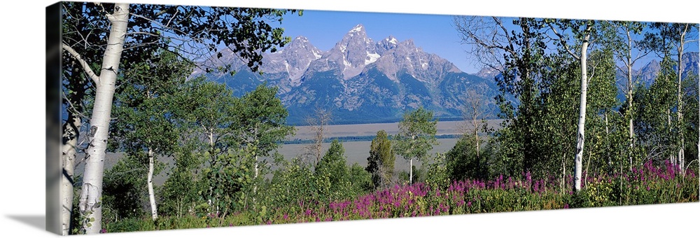 Panoramic photograph of grass, tree, and flower filled landscape with rocky and snow capped mountains in the background.