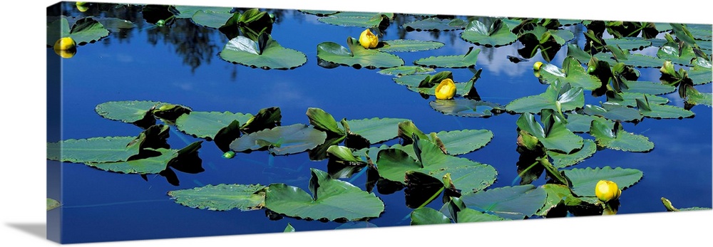 Wyoming, Pond with lily pads