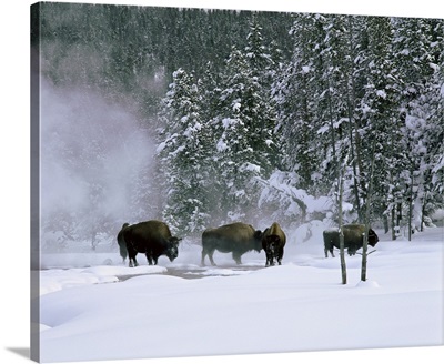 Wyoming, View of bison in the snow