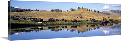Wyoming, Yellowstone National Park, Lamar Valley, Bison
